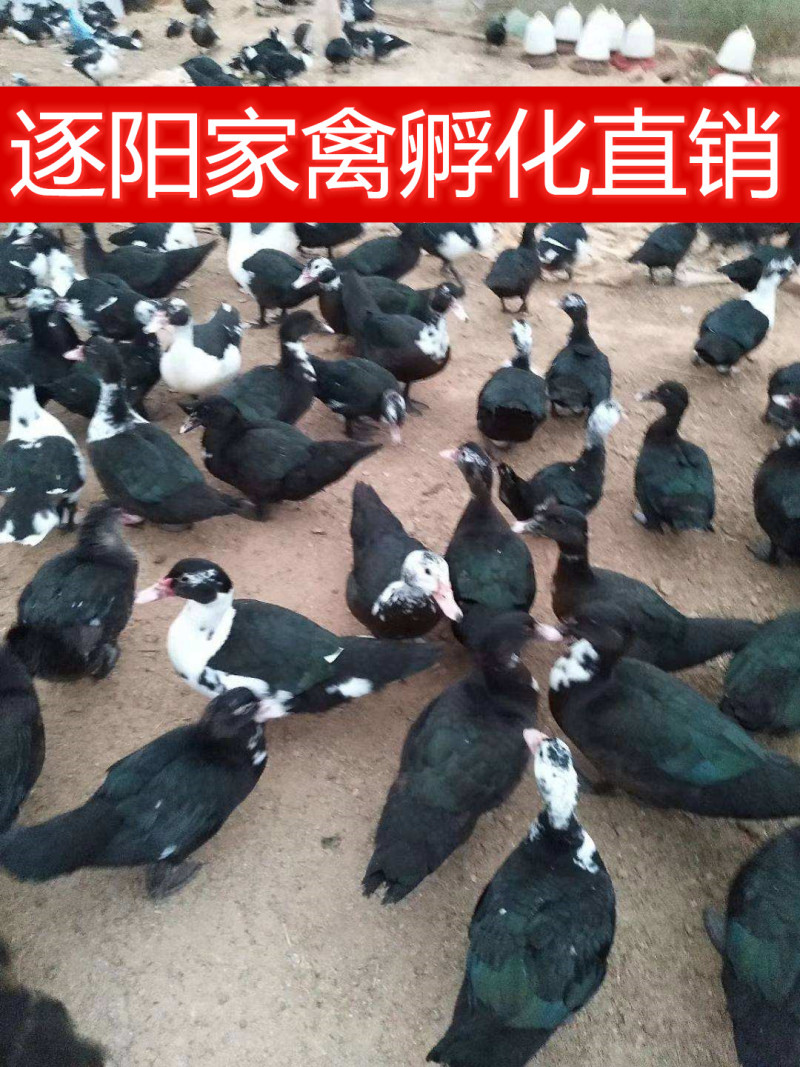 【热销中】番鸭苗黑番鸭苗花番鸭包路损孵化直销