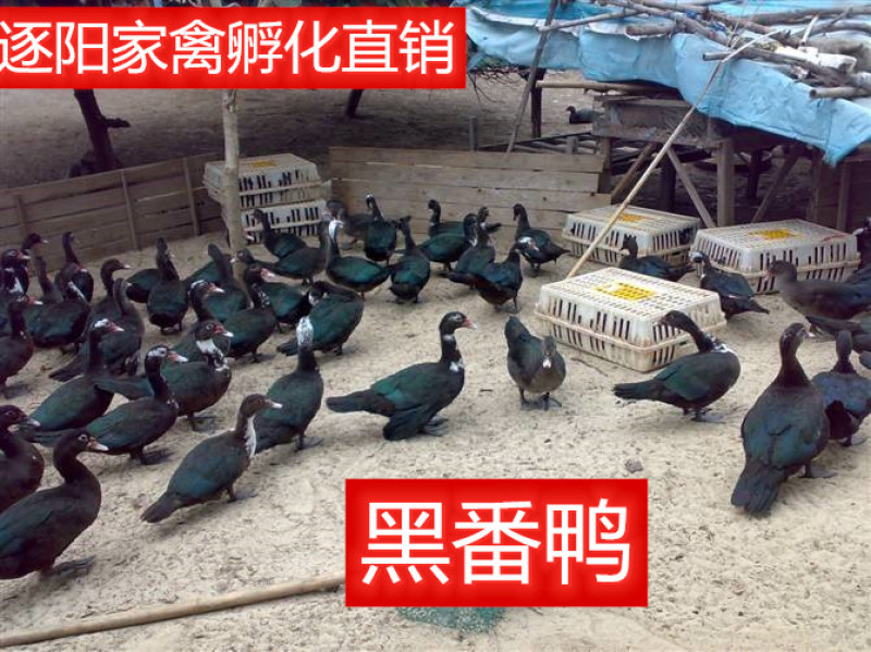 【热销中】番鸭苗黑番鸭苗花番鸭包路损孵化直销