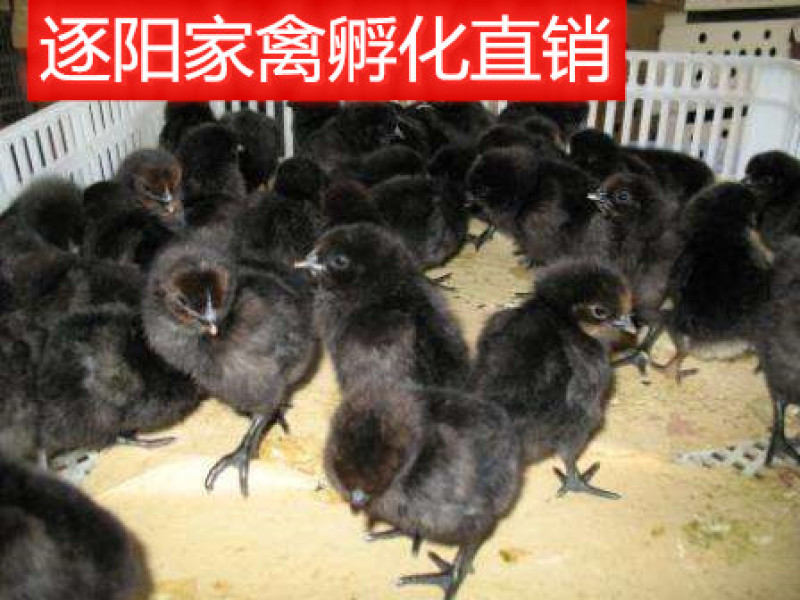 【精选】绿壳蛋鸡苗五黑一绿蛋鸡苗耐粗粮全国发货运输包活