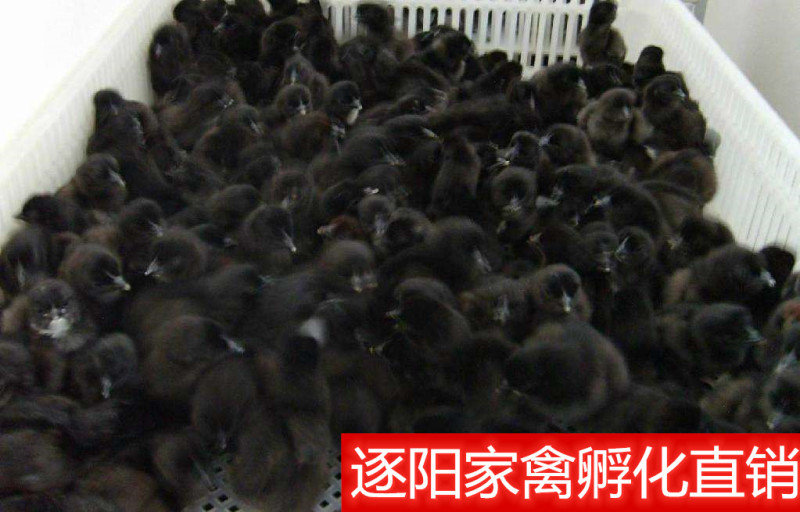 【精选】绿壳蛋鸡苗五黑一绿蛋鸡苗耐粗粮全国发货运输包活