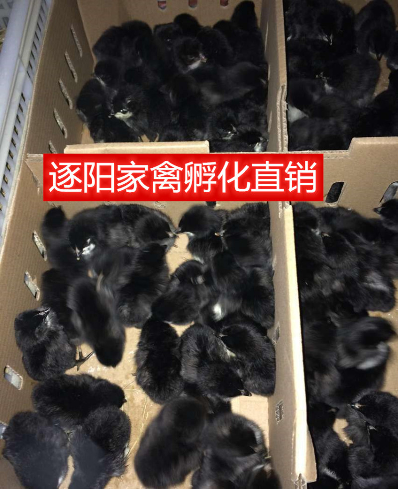 【精选】绿壳蛋鸡苗五黑一绿蛋鸡苗耐粗粮全国发货运输包活