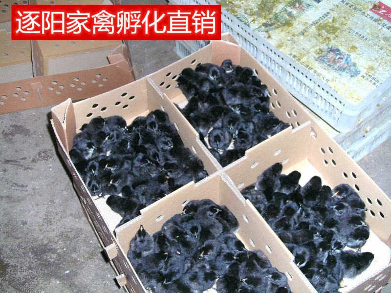 【精选】绿壳蛋鸡苗五黑一绿蛋鸡苗耐粗粮全国发货运输包活