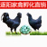 【精选】绿壳蛋鸡苗五黑一绿蛋鸡苗耐粗粮全国发货运输包活