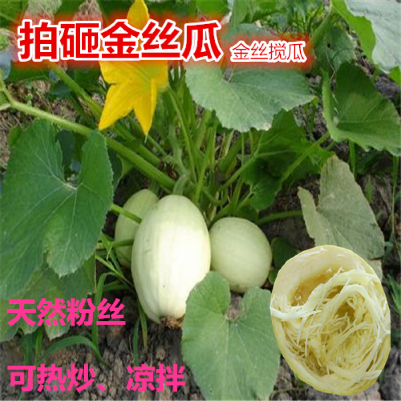 金丝瓜种子金丝饺瓜种子丝搅瓜天然粉丝抗病高产热炒凉拌种籽