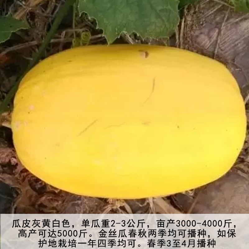 金丝瓜种子金丝饺瓜种子丝搅瓜天然粉丝抗病高产热炒凉拌种籽
