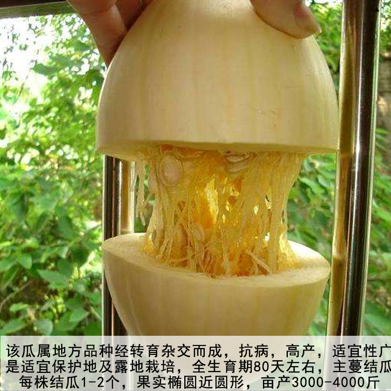 金丝瓜种子金丝饺瓜种子丝搅瓜天然粉丝抗病高产热炒凉拌种籽