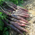 紫胡萝卜种子春秋季水果艳紫色胡萝卜种子高产紫黑色中晚熟
