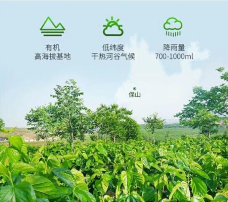 隆阳乡耕桑叶茶袋装178g