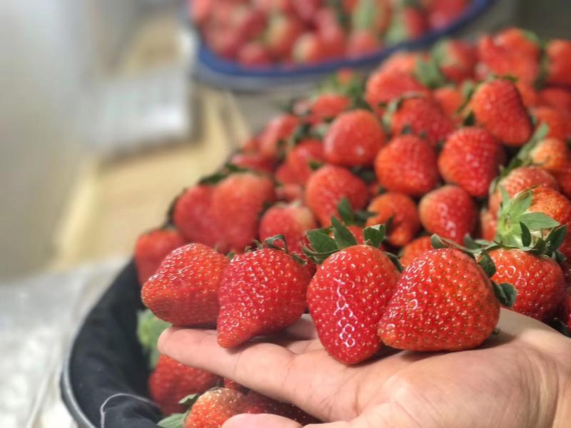 15年代办种植经验奶油草莓代办，欢迎批发商、电商前来