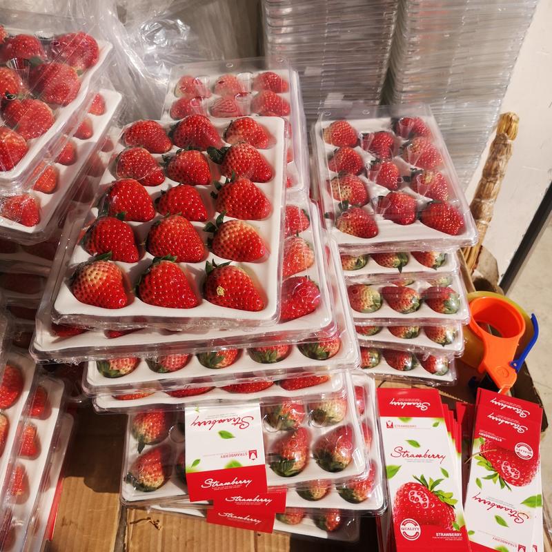 巧克力奶油草莓，天仙醉，产地直销品质保证，大量上市