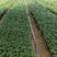 天仙醉奶油草莓苗，成活率极高，提供优质种苗
