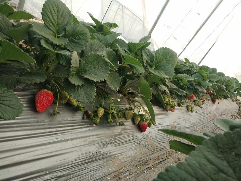 天仙醉奶油草莓苗，成活率极高，提供优质种苗