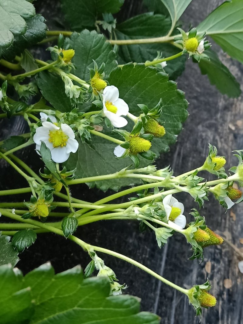 天仙醉奶油草莓苗，成活率极高，提供优质种苗