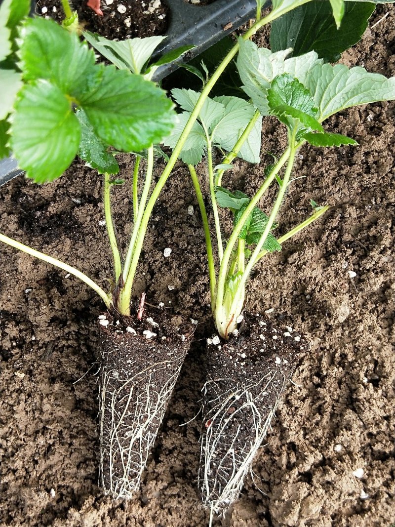 天仙醉奶油草莓假植苗基质种苗病害少，后期好管理，教技术