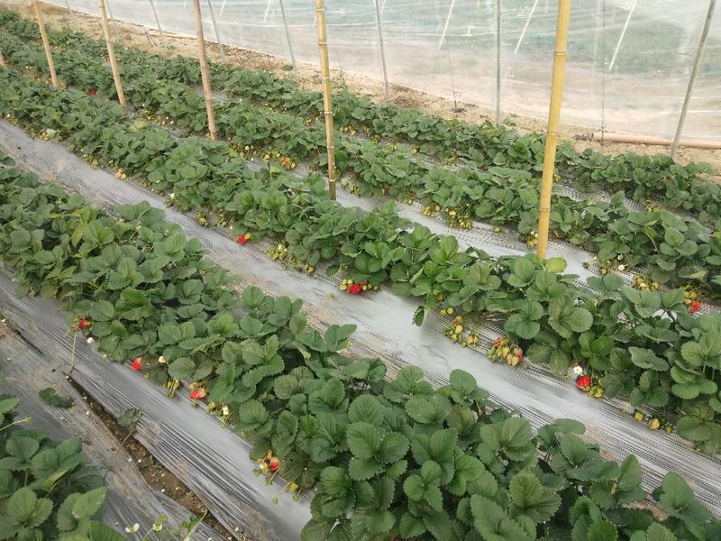 天仙醉奶油草莓假植苗基质种苗病害少，后期好管理，教技术