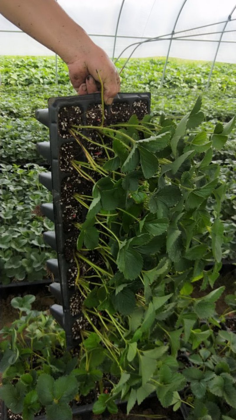 草莓苗穴盘种苗天仙醉，大量占地苗，教技术，建大棚