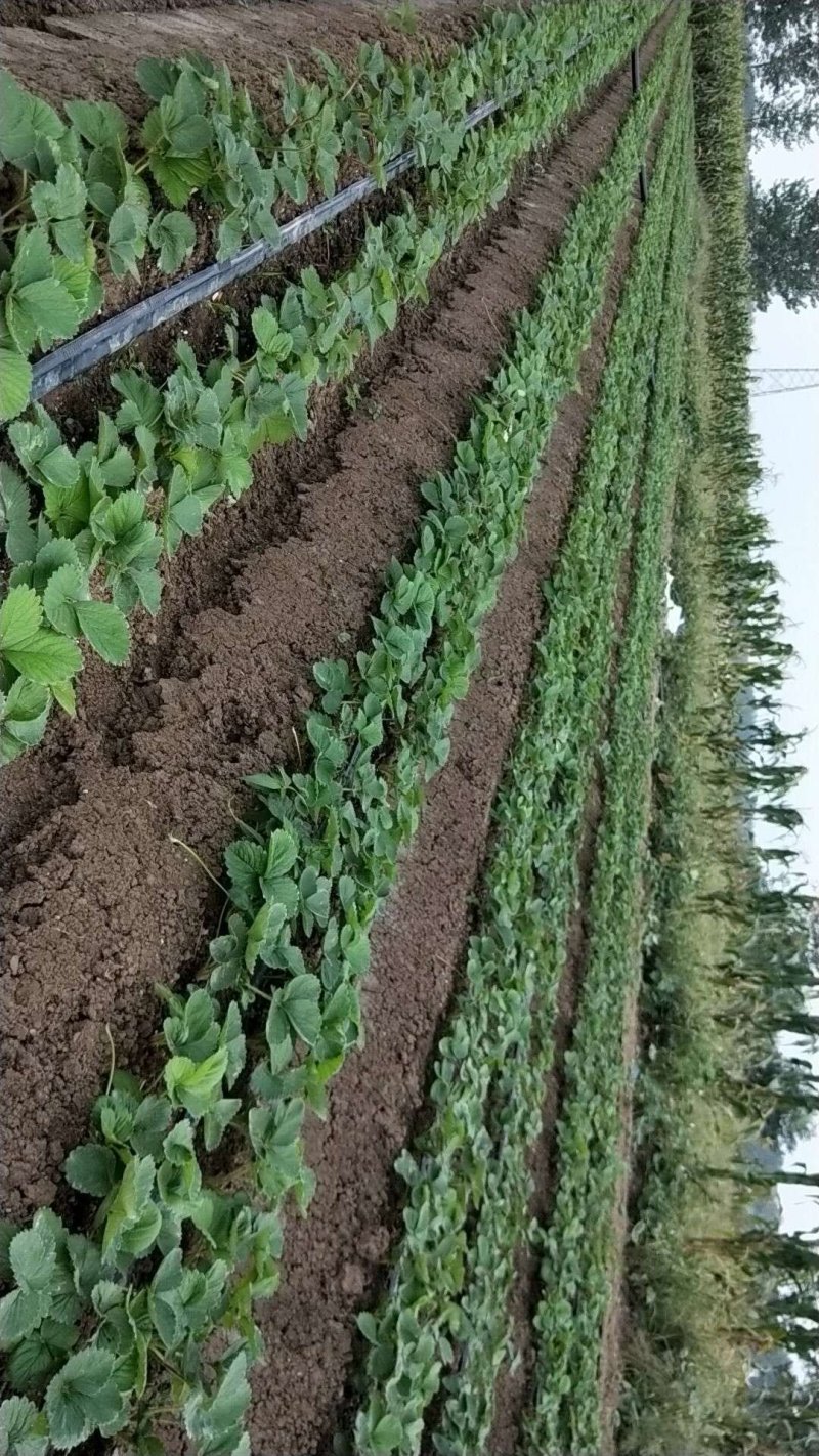 草莓苗穴盘种苗天仙醉，大量占地苗，教技术，建大棚