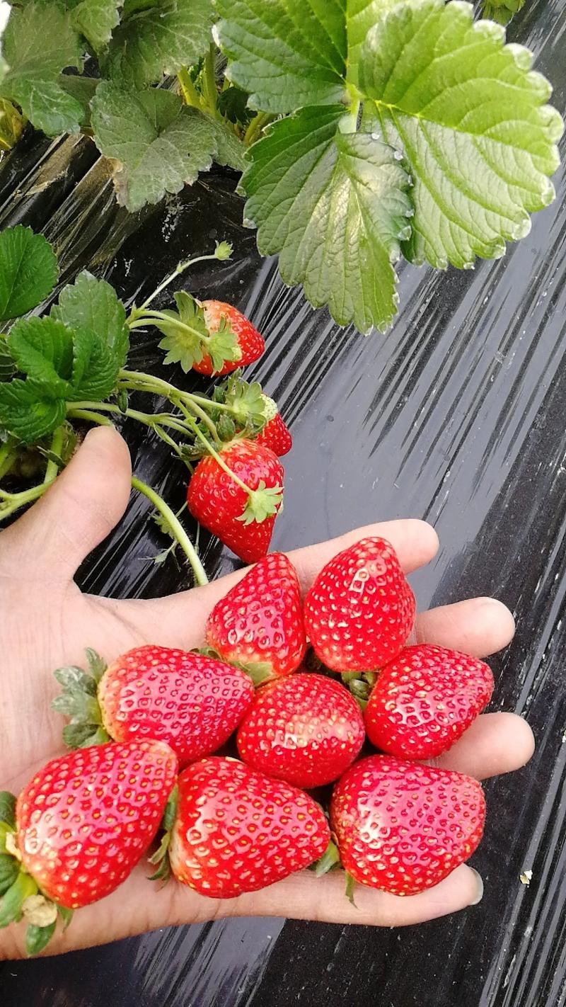 草莓苗穴盘种苗天仙醉，大量占地苗，教技术，建大棚