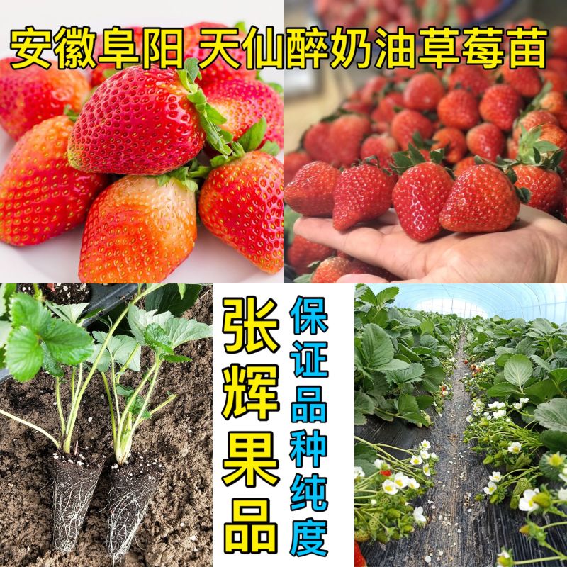 草莓苗穴盘种苗天仙醉，大量占地苗，教技术，建大棚