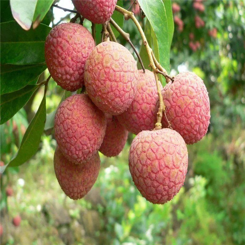妃子笑荔枝