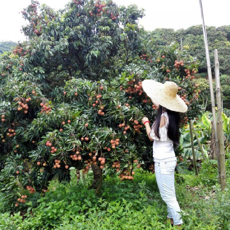 精品荔枝