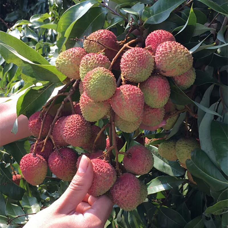 精品荔枝