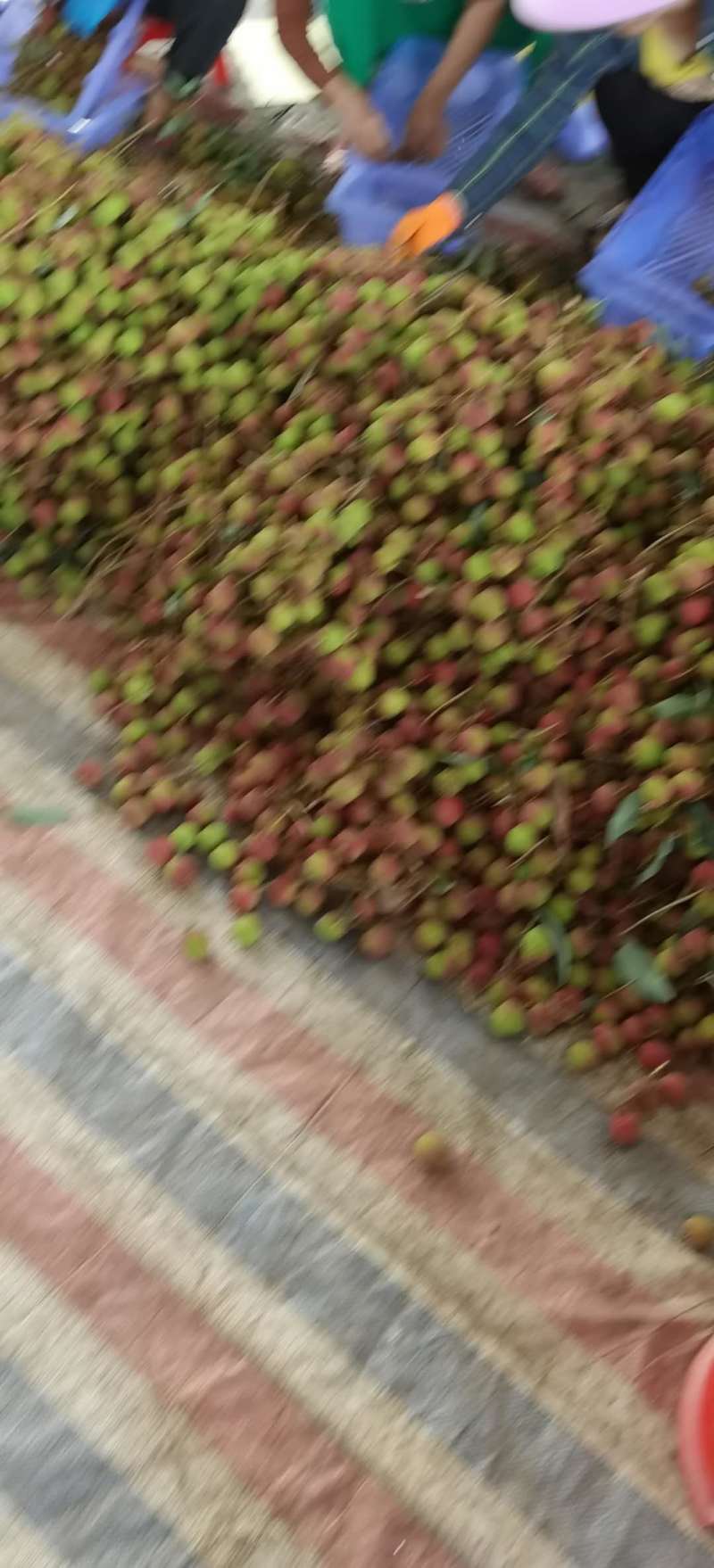 精品荔枝