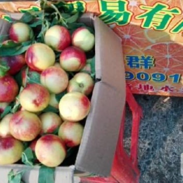 东莞专业代卖各地桃子
