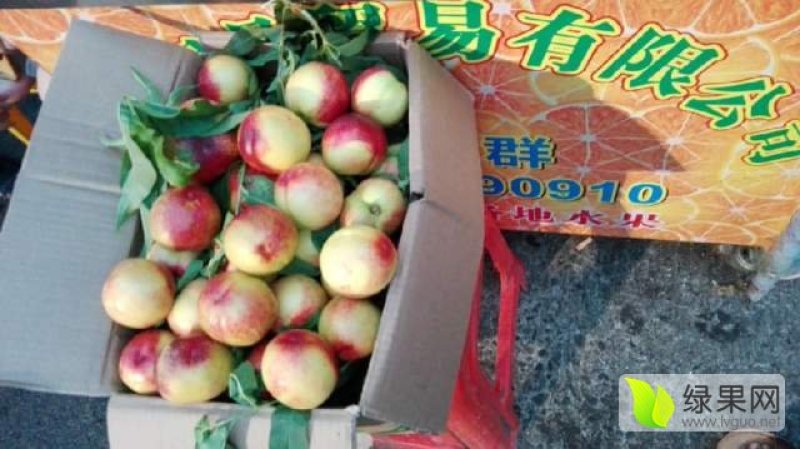 东莞专业代卖各地桃子