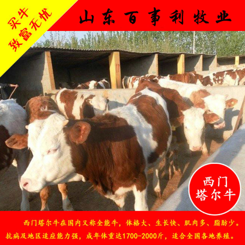 云南昆明西门塔尔肉牛犊活牛交易支持现场自由挑选签定