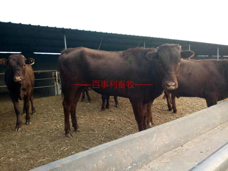 利木赞牛包配送包技术成活专车配送售后无忧