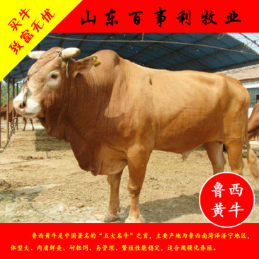 鲁西黄牛包配送包技术成活专车配送售后无忧