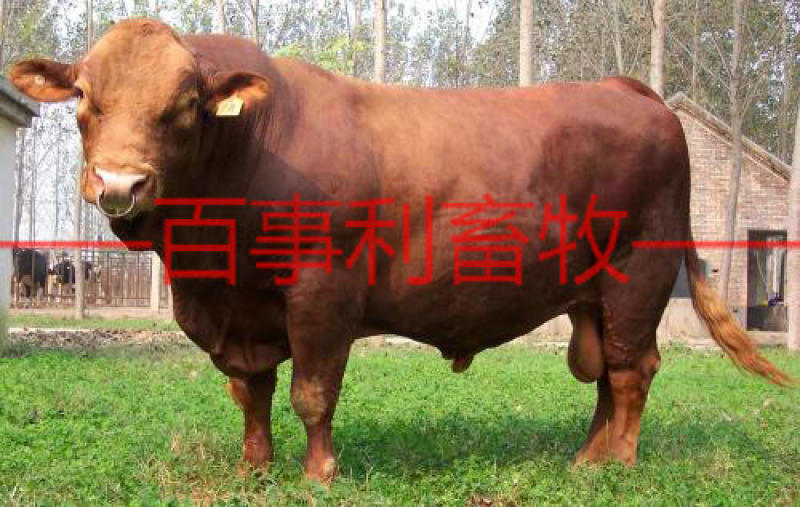 鲁西黄牛包配送包技术成活专车配送售后无忧