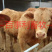 鲁西黄牛包配送包技术成活专车配送售后无忧