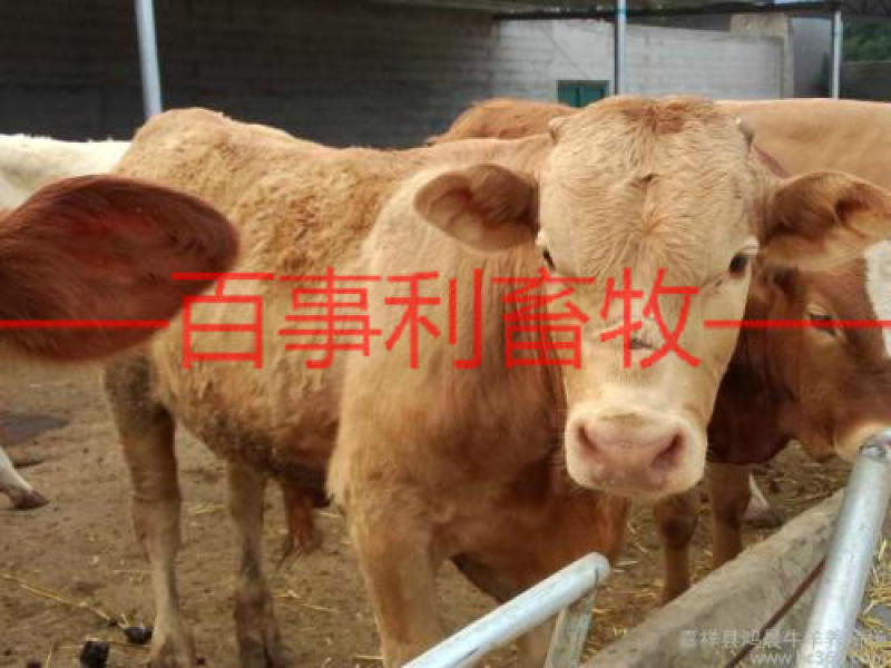 鲁西黄牛包配送包技术成活专车配送售后无忧