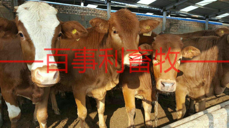鲁西黄牛包配送包技术成活专车配送售后无忧