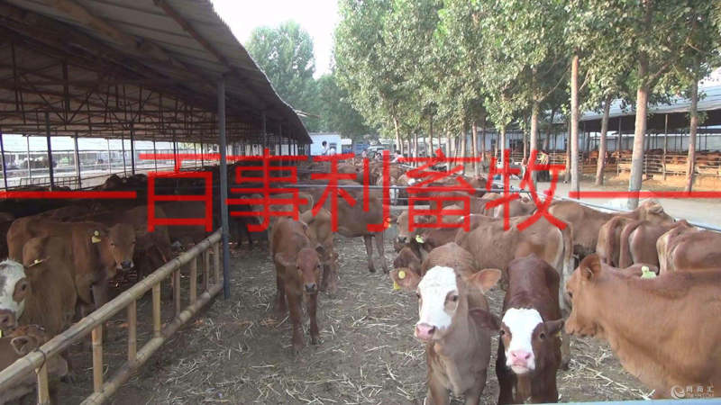 鲁西黄牛包配送包技术成活专车配送售后无忧