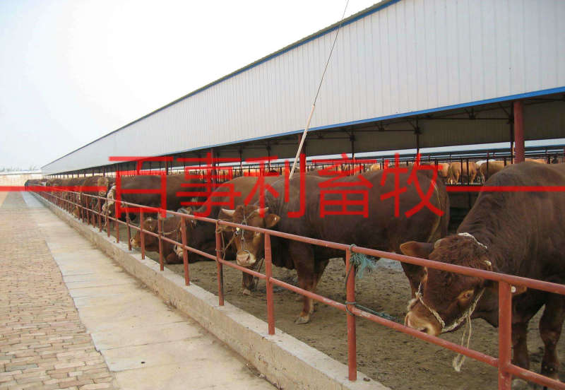 鲁西黄牛包配送包技术成活专车配送售后无忧