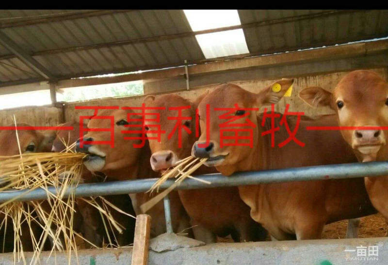 鲁西黄牛包配送包技术成活专车配送售后无忧
