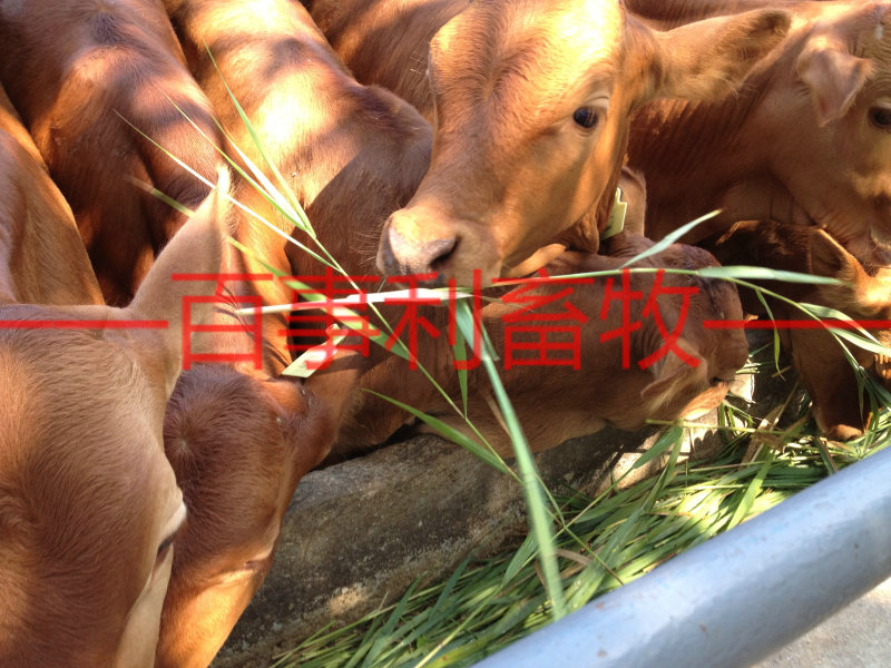 鲁西黄牛包配送包技术成活专车配送售后无忧