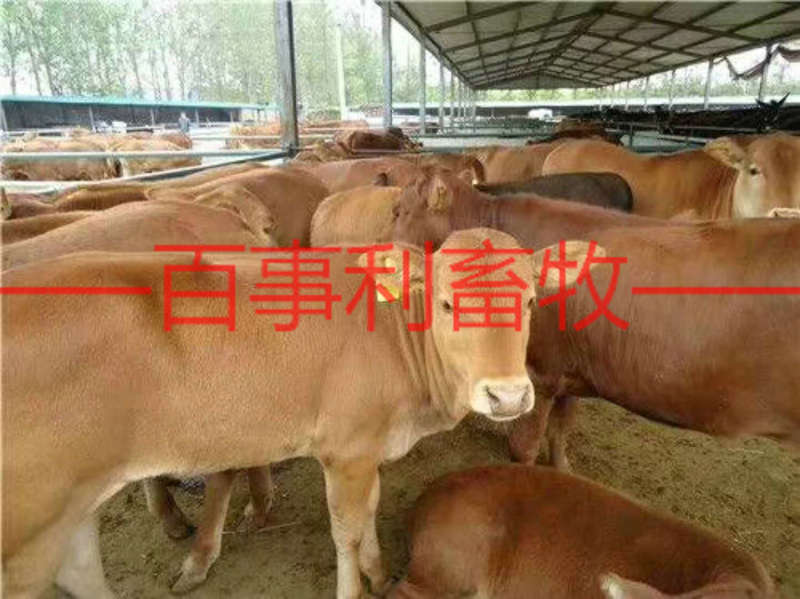 鲁西黄牛包配送包技术成活专车配送售后无忧