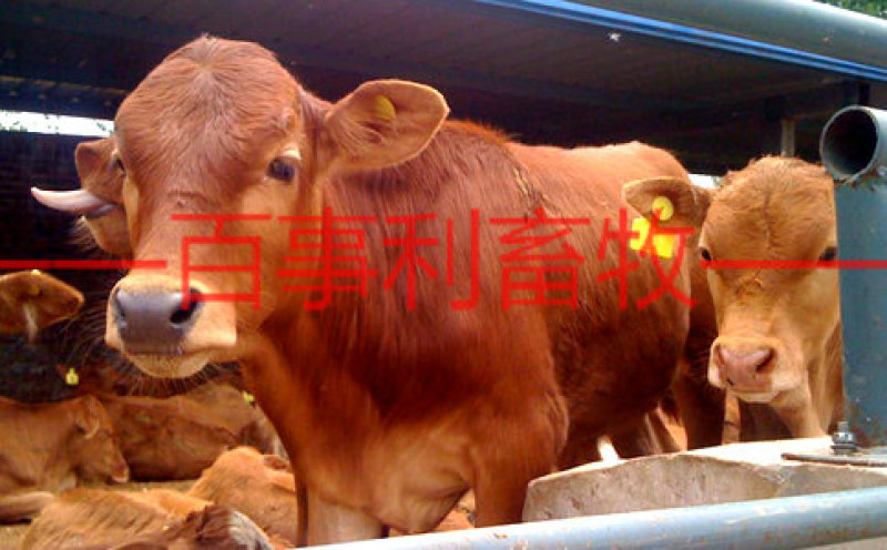 鲁西黄牛包配送包技术成活专车配送售后无忧