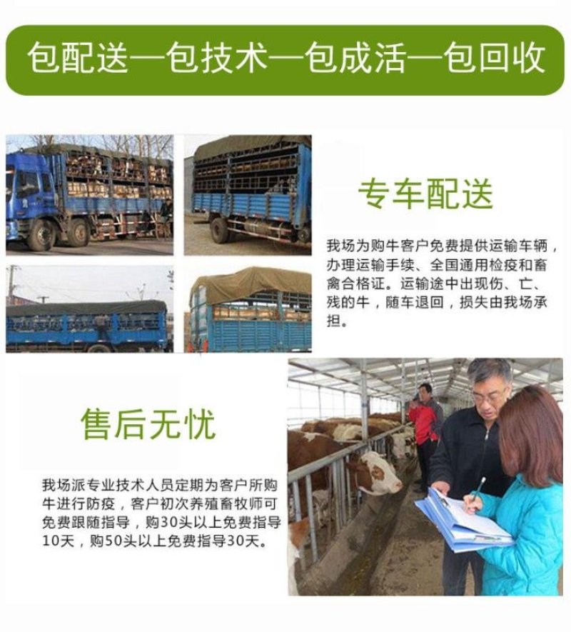山东德州驴苗现场挑选，签定合同，运输到家，货到付款