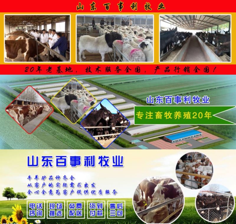 山东德州驴苗现场挑选，签定合同，运输到家，货到付款