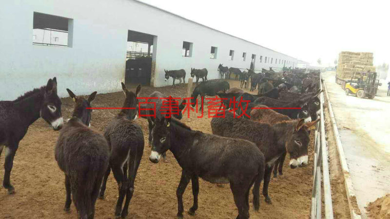 山东德州驴苗现场挑选，签定合同，运输到家，货到付款