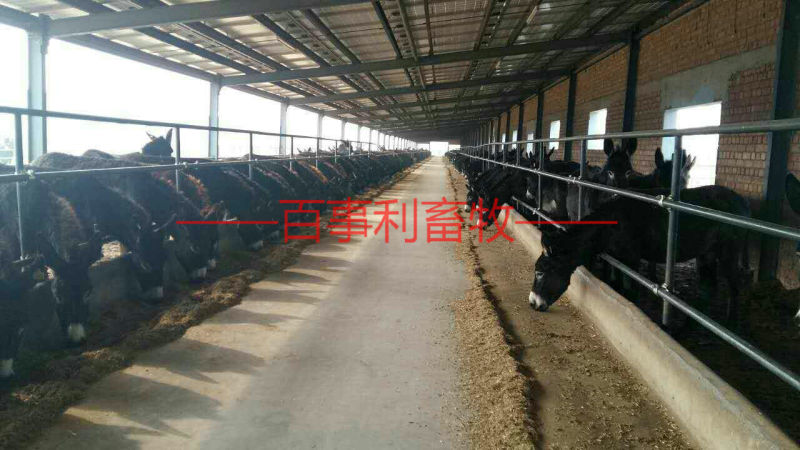 山东德州驴苗现场挑选，签定合同，运输到家，货到付款