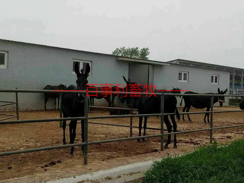 山东德州驴苗现场挑选，签定合同，运输到家，货到付款