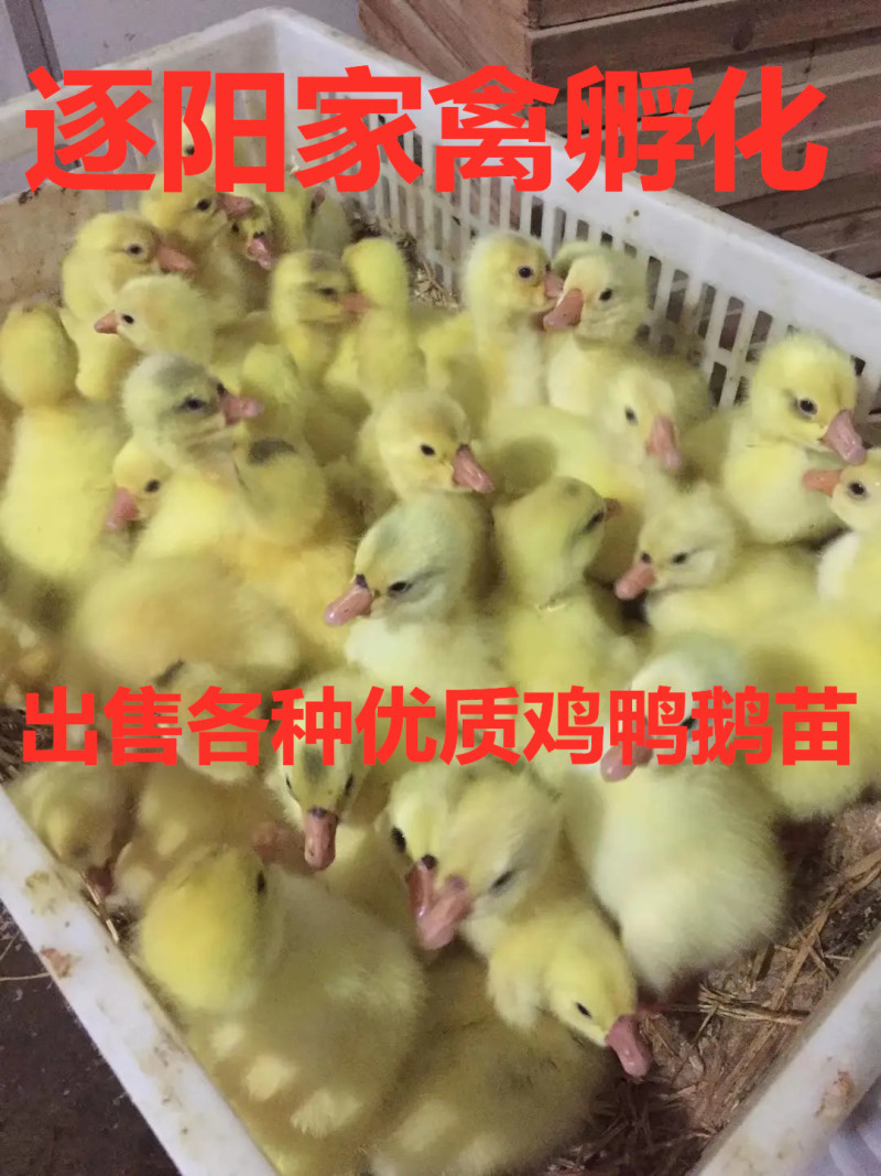 大种灰狮头鹅苗白狮头鹅苗三花鹅苗朗德鹅苗防疫齐全死亡包赔
