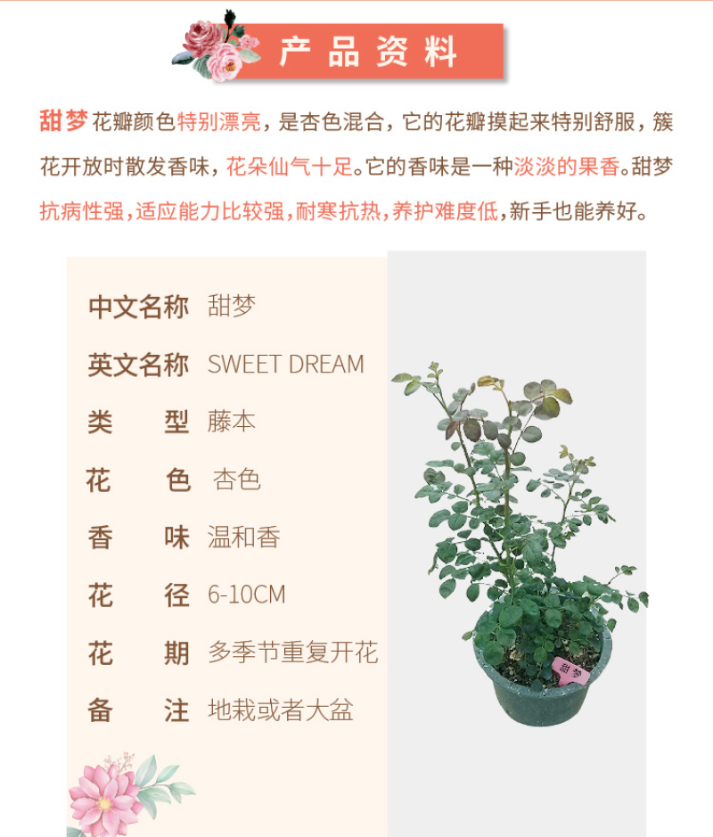 甜梦月季爬藤蔓大苗蔷薇花苗藤本月季特大花四季开花盆栽植物