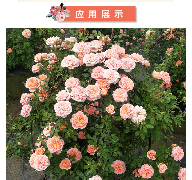 甜梦月季爬藤蔓大苗蔷薇花苗藤本月季特大花四季开花盆栽植物